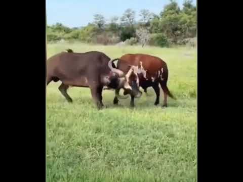 cual ganara la batalla entre bufalo I toro
