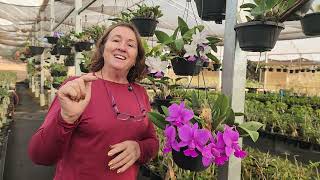 JULHO: ORQUÍDEAS MARAVILHOSAS!