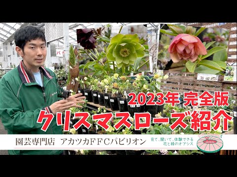 ヘレボアのクリスマスローズ：ポインセチアのライバルであるこのローズをどのように栽培し、維持するか？  庭園