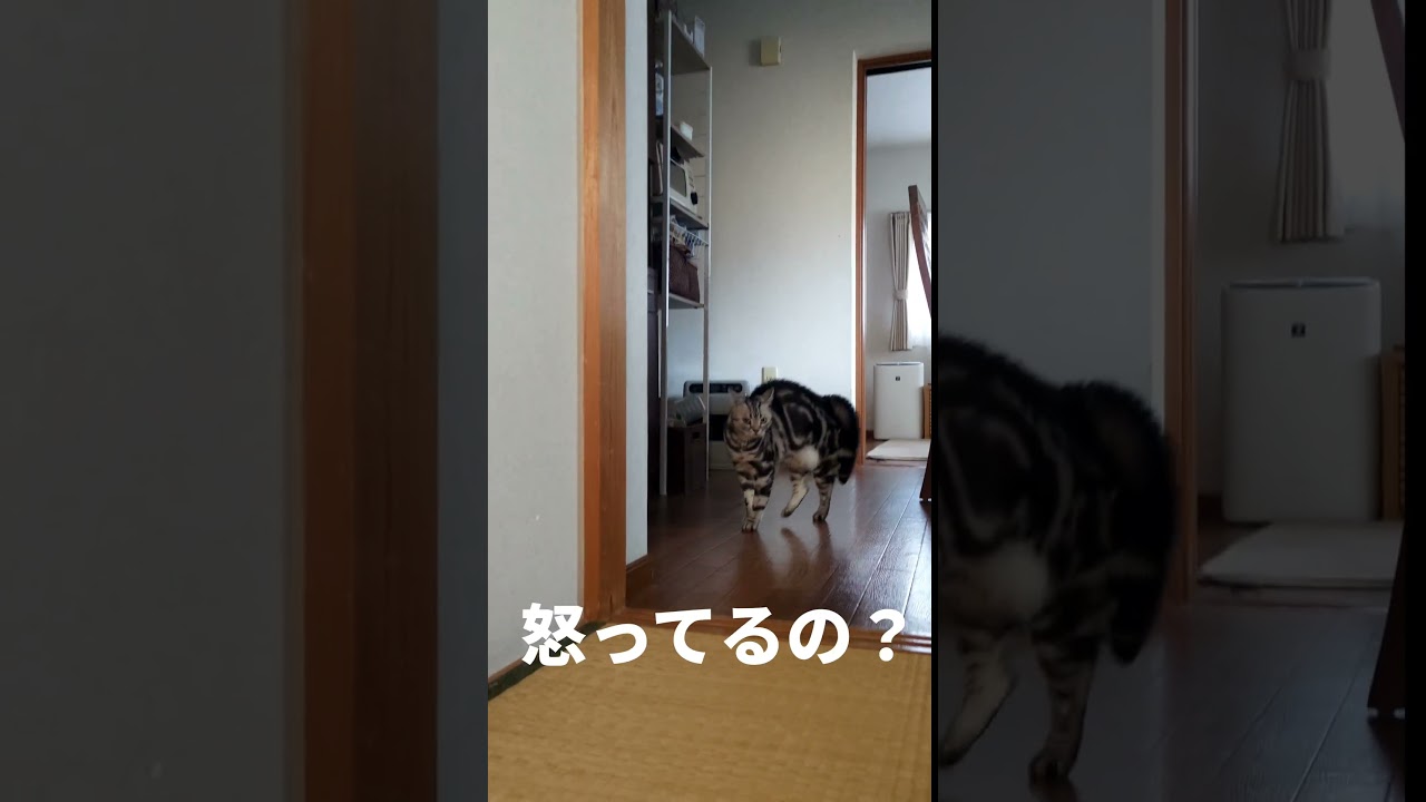 猫が軽めにやんのかステップしました