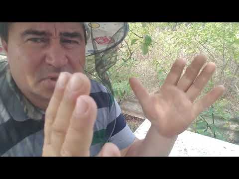 397.A 3 turtă + sirop. Cantitatea de puiet după 17 zile de hrănire.