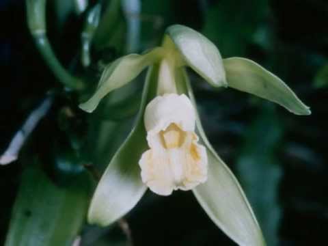 Vanilla planifolia