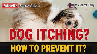 Why my dog is itching and how to stop my dog from itching, what helps a shih tzu stop itching