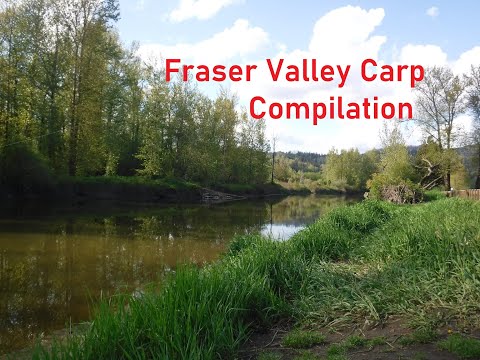 Video Thumbnail for Fraser Valley Carp Compilation