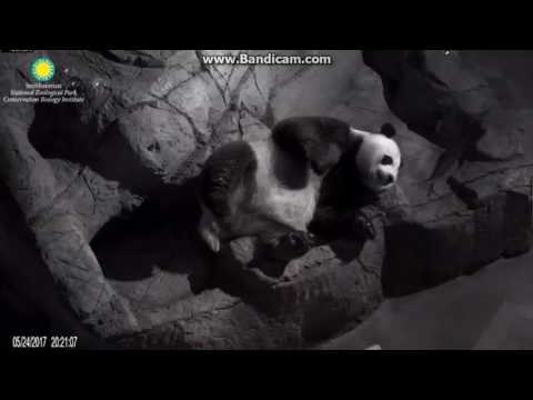 2017.05.24 #MEI IN ESTRUS# MOM IS WAKING UP...