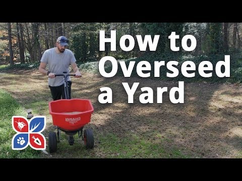  Do My Own Lawn Care - How to Overseed a Yard  Video 