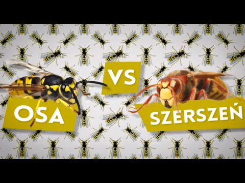 Osy vs. szerszenie [Czym to się różni? #6]