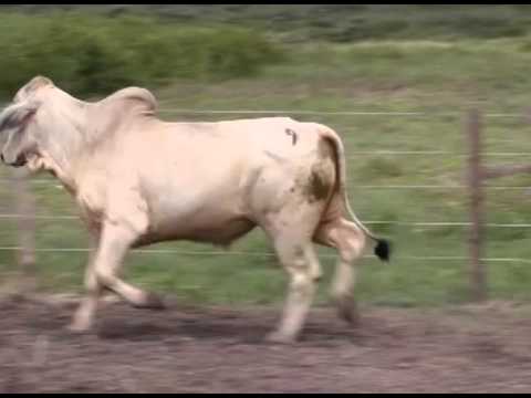 LOTE 09 DDRB 1140 POUCO