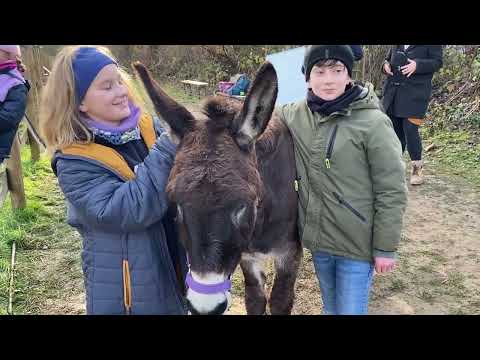 Von wegen dummer Esel