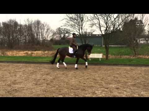 7jährige Oldenburger Stute von Florencio - Alabaster