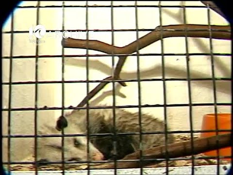 WAVY Archive: 1982 Peninsula Nature and Science Center Rehab