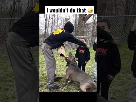 Giant pitbull protecting his brothers #shorts #youtubeshorts #dog