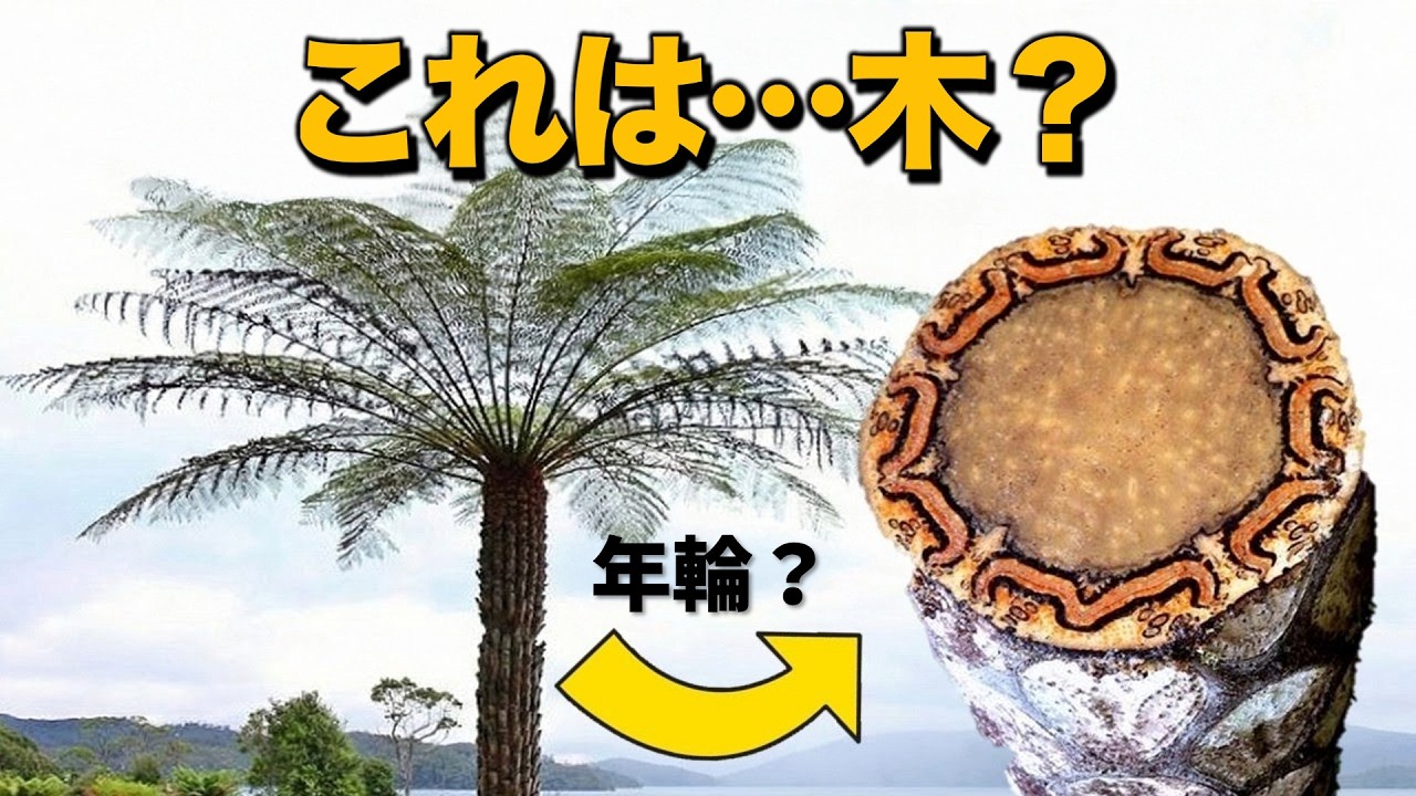 木生シダは木？幹の中には何がある？｜木生シダの進化🌴