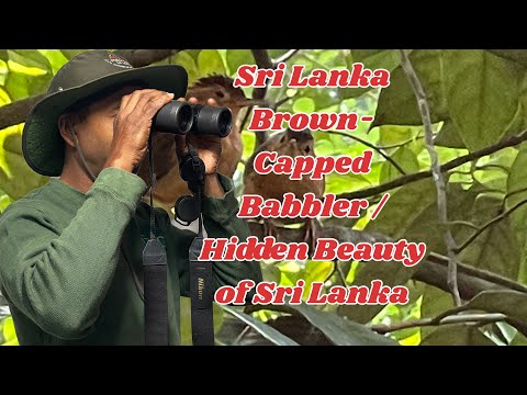 Sri Lanka Brown - Capped Babbler / Hidden Beauty of Sri Lanka 