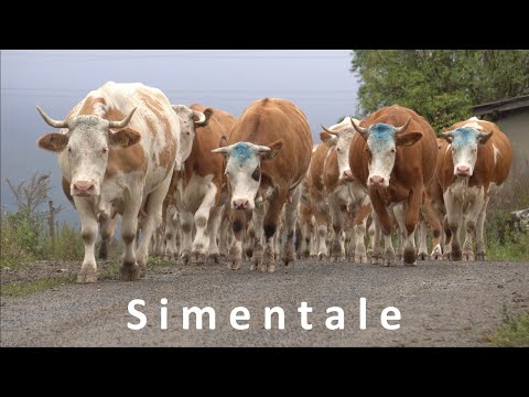 , title : 'Bydło Simentalskie w Karpatach. Szwajcarska rasa krów.'