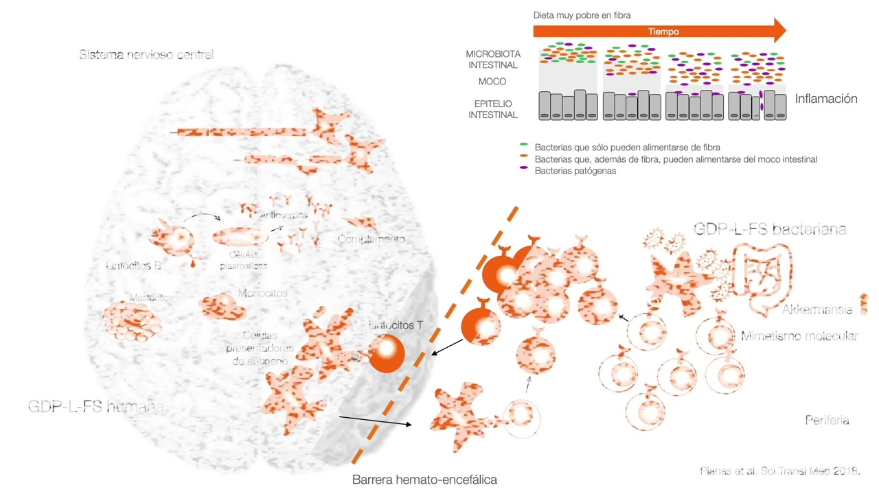La microbiota intestinal - Papel en esclerosis múltiple
