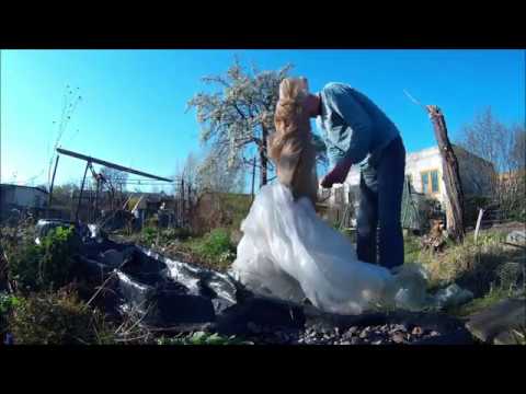 Neue Bäume - Maulbeere, Feigen, Mispel und Hanpfpalme und Banane auspacken