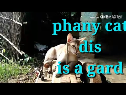 Dis is a phani cat