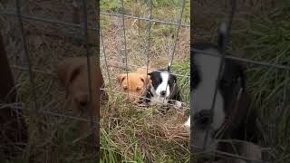 Askal Puppies Videos
