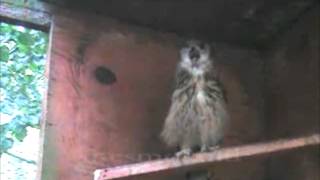 Owl Sing Along