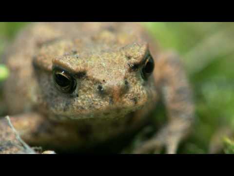 Kröte trifft Lederlaufkäfer - Load meets Ground beetle