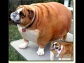 Самые большие собаки в мире 