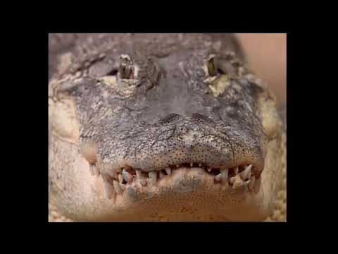 Steve Irwin Brings Bubba the Alligator to The Oprah Winfrey Show