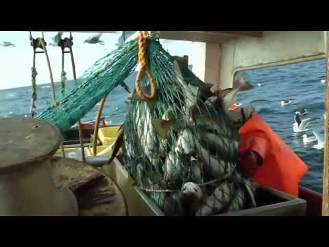 download lagu mp3 mp4 Trygt Hjem, download lagu Trygt Hjem gratis, unduh video klip Trygt Hjem