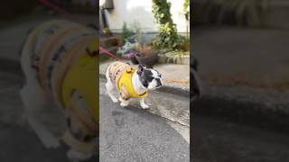 フレブルの反応は？！初めてのグラウンドゴルフより街灯のくん活に夢中でしたw