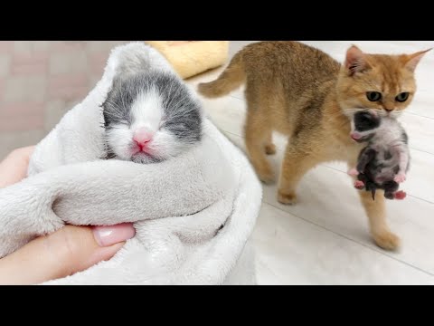 First meeting of adopted kitten with a mom cat. Will she feed and carries him or not?