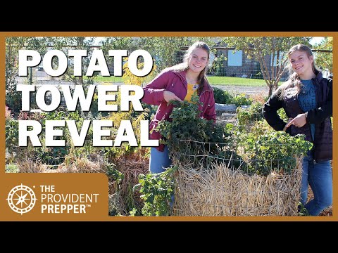 Potato Towers: More Work for Fewer Potatoes