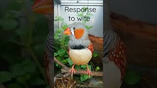 Download lagu Respons burung zebra finch terhadap istri - Suara mp3 Download lagu Respons burung zebra finch terhadap istri - Suara mp3