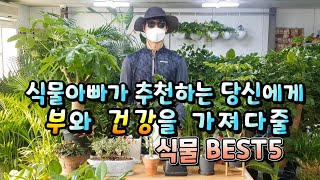 식물튜브에 식물아빠와 함께 부와 건강을 가져다줄 식물 알아봐요~ #건강 #부자 # 부 #금전 #행운 #양재꽃…