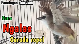 Download lagu TRUCUK GACOR ... suara Ngalas Garuda Ropel panjang PANCINGAN burung trucukan agar cepat bunyi mp3