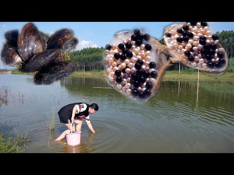 I found black pearls in uninhabited swamps, in wild oysters, so big!