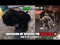 THE NEW PUPPY! - Surprising My Nephews for Christmas - Road to The Platform Episode 4 - VLOG 84