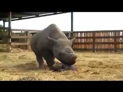 There Is a Rhino In My House