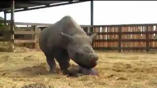 There Is a Rhino In My House