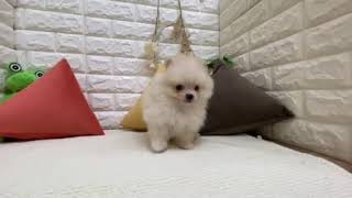 ポメラニアンの動画01