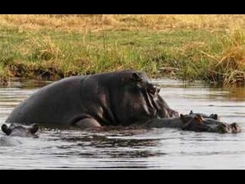 National Geographic Documentary - Triumph Of Life The Mating Game - Wildlife Animal