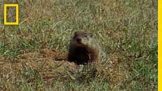 Groundhog Forecasters | National Geographic