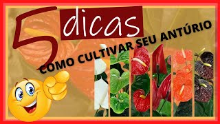 COMO CULTIVAR ANTRIO.DICAS INFALVEIS. SIMPLES E FCIL. 