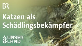 Je gesünder, desto besser: Katzen als Schädlingsbekämpfer | Unser Land | BR Fernsehen