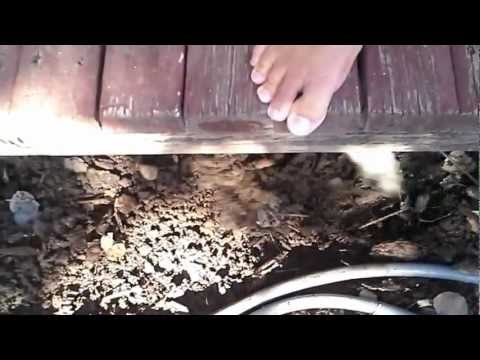 Oreeyo stuck under the front porch