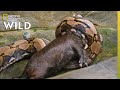 Feeding A Reticulated Python Secrets Of The Zoo Down Under