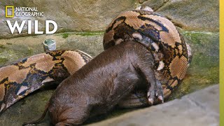 Feeding a Reticulated Python  Secrets of the Zoo: 