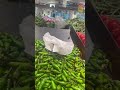 Guli Mata Gulimata Shreyaghoshal Music Song Coversong Viralvideo Hindisong Shortvideo