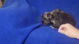 Camille, Chocolate Miniature Schnauzer baby girl, born 5/30/2026 is available! 