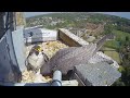 2024 Norwich Cathedral Peregrines