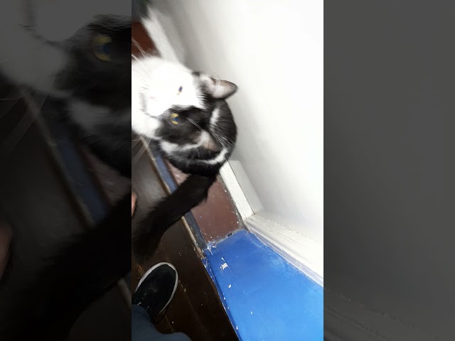 Vídeo relacionado con Kawaii Yin Yang Gato Negro Con Luna Media Luna Cabeza Manga Sudadera con Capucha
